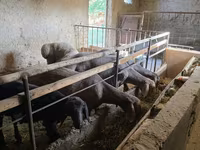 Ovan, Rhon sheep — fotografija 1