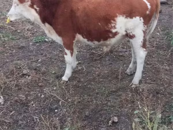 Bull, Simmental cattle