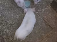 Babi betina, Вьетнамская вислобрюхая — foto 2
