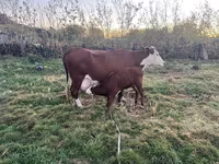 İnek, Latvian Blue cattle — foto 1