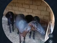 میش, گوسفند — عکس 4