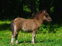 Ngựa (lô, chưa xác định giới tính), Shetland Pony — ảnh 4