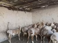 Berbec, Arashan sheep — foto 2