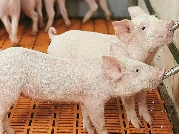 Подкислитель для воды 5л / Acidifiant lichid 5l
