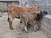 ძროხა, მსხვილფეხა რქოსანი — ფოტო 7