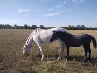 Cavallo, Cavalli — foto 3
