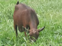 Cabra, Irish goat — foto 8