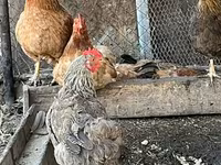 Chickens — تصویر 1