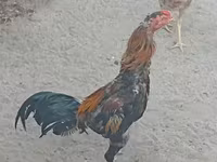 Chickens — عکس 1