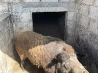 Vind porc mangaliță — photo 5