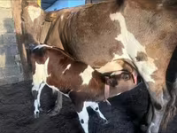 Lembu betina, Latvian Blue cattle — foto 6