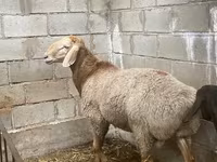 قوچ, Arashan sheep — عکس 8