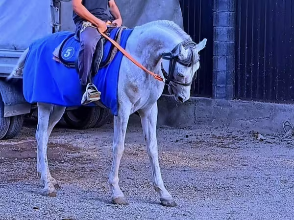 Kůň, Arabian horse