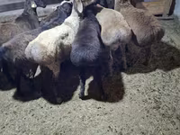 قوچ, گوسفند — عکس 3