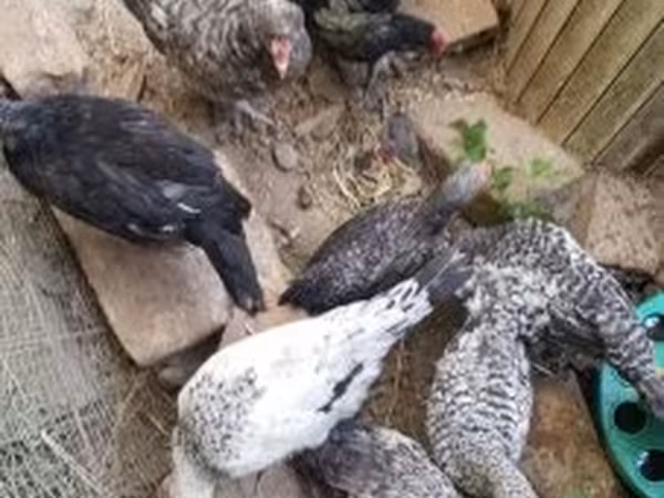 Chickens