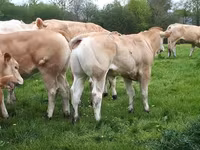 雄牛, Blonde d’Aquitane cattle — 写真 2