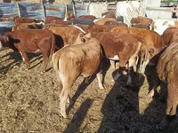 گاو ماده, گاو سفیدسر قزاقستانی — عکس 2