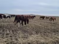 ม้าตัวผู้, ม้า — รูปภาพ 3