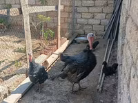 Turkeys — foto 2