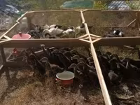 Alman Pekin — foto 2