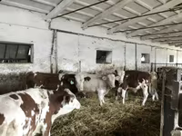 گاو نر, Simmental cattle — عکس 1