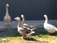 Geese — sawirka 2