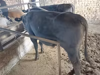 گاو نر, آبرادین-آنگوس — عکس 7