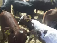 โคเนื้อ (เป็นล็อต, ไม่ระบุเพศ), Simmental cattle — รูปภาพ 5