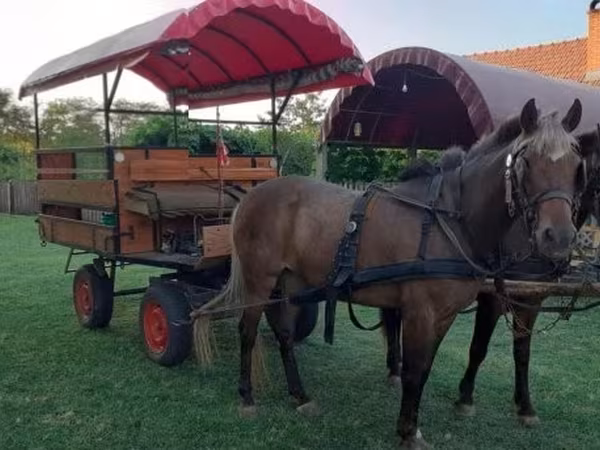 Mare, Horses — Hungary