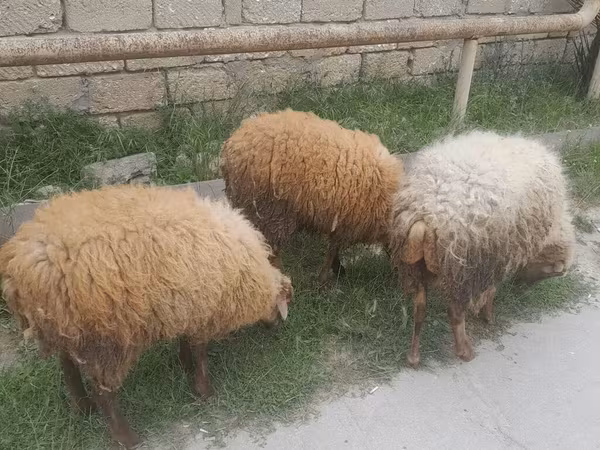 Sheep, Sheep — Azerbaijan