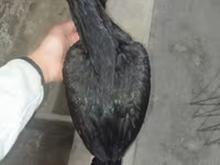 Chickens — عکس 4
