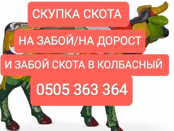 گاو