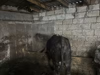 Lembu jantan, Cattle — foto 1