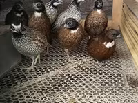 Guinea fowl — ፎቶ 4