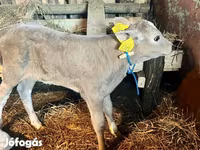 İnek, Charolais cattle — foto 2