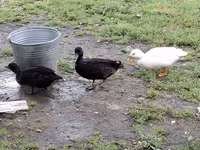 Ducks — sawirka 6