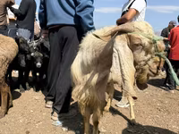 Ziegenbock, Damask goat — Foto 2