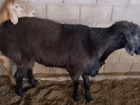 Kambing jantan, Rambouillet sheep — foto 4