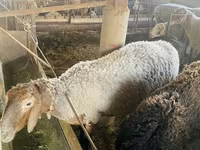 숫양, Arashan sheep — 사진 5