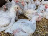 Chickens — รูปภาพ 4