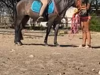 Klisna, Hucul pony — foto 5