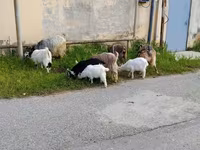 Goat, Goats — photo 2