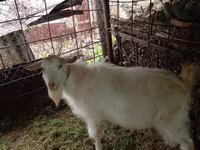 Ziegenbock, Saanen goat — Foto 5