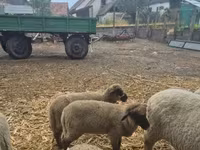 Schafe (Partie, Geschlecht nicht angegeben), Schafe — Foto 4