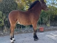 Kuda jantan, Welsh Cob — foto 3