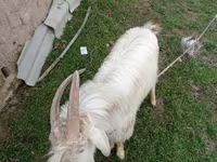 Mbuzi jike, Saanen goat — picha 3