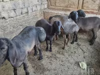በጎች (ቡድን፣ ጾታ አልተጠቀሰም), Sheep — ፎቶ 2