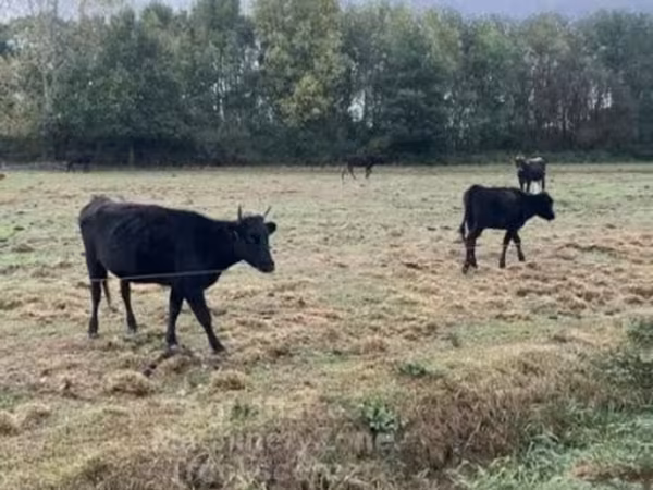 Cow, Wagyu — United Kingdom