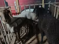 Berbec, Hissar sheep — foto 4