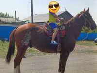حصان, Kazakh horse — الصورة 3